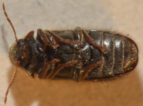 Réf. 224 647 : Hyperisus plumbeum